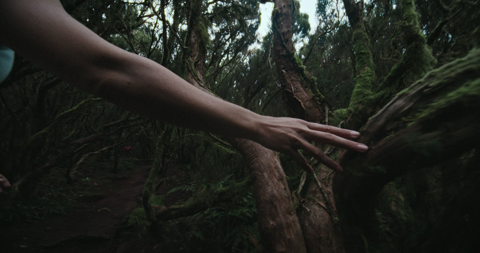 Una mano recorre la corteza húmeda de un árbol