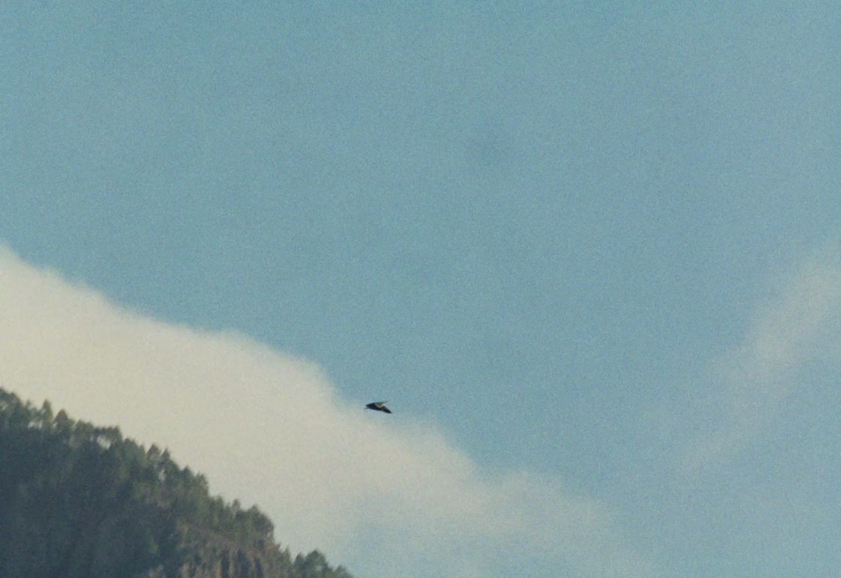 Un ave cruza el mar de nubes junto a la montaña